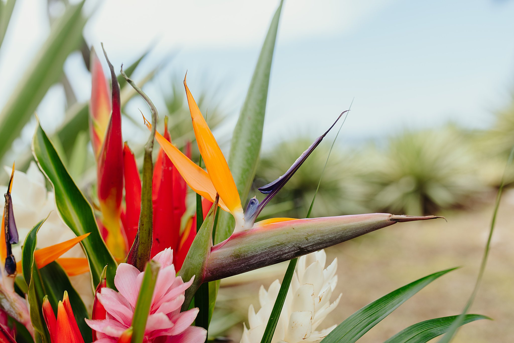 Villa Diosa Del Mar Costa Rica wedding